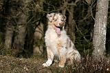 BERGER AUSTRALIEN PUPPIES 636